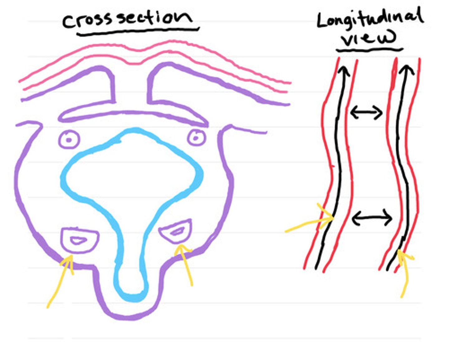 <p>(Day 18)</p><p>Identify the Yellow Arrows</p>