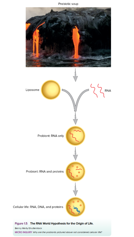<p>The RNA world hypothesis suggests that early life was based on RNA before DNA and proteins became dominant molecules. Scientists proposed this idea because RNA is unique in that it can both <strong>store genetic information</strong> like DNA and <strong>catalyze chemical reactions</strong> like proteins. Evidence supporting this includes the discovery of <strong>ribozymes</strong>, RNA molecules with enzymatic activity, which demonstrated that RNA could potentially catalyze its own replication. The hypothesis was also supported by the idea that an RNA molecule enclosed in a lipid bilayer could represent one of the earliest self-replicating entities on Earth. This dual functionality makes RNA a logical candidate for the first biomolecule of life.</p>