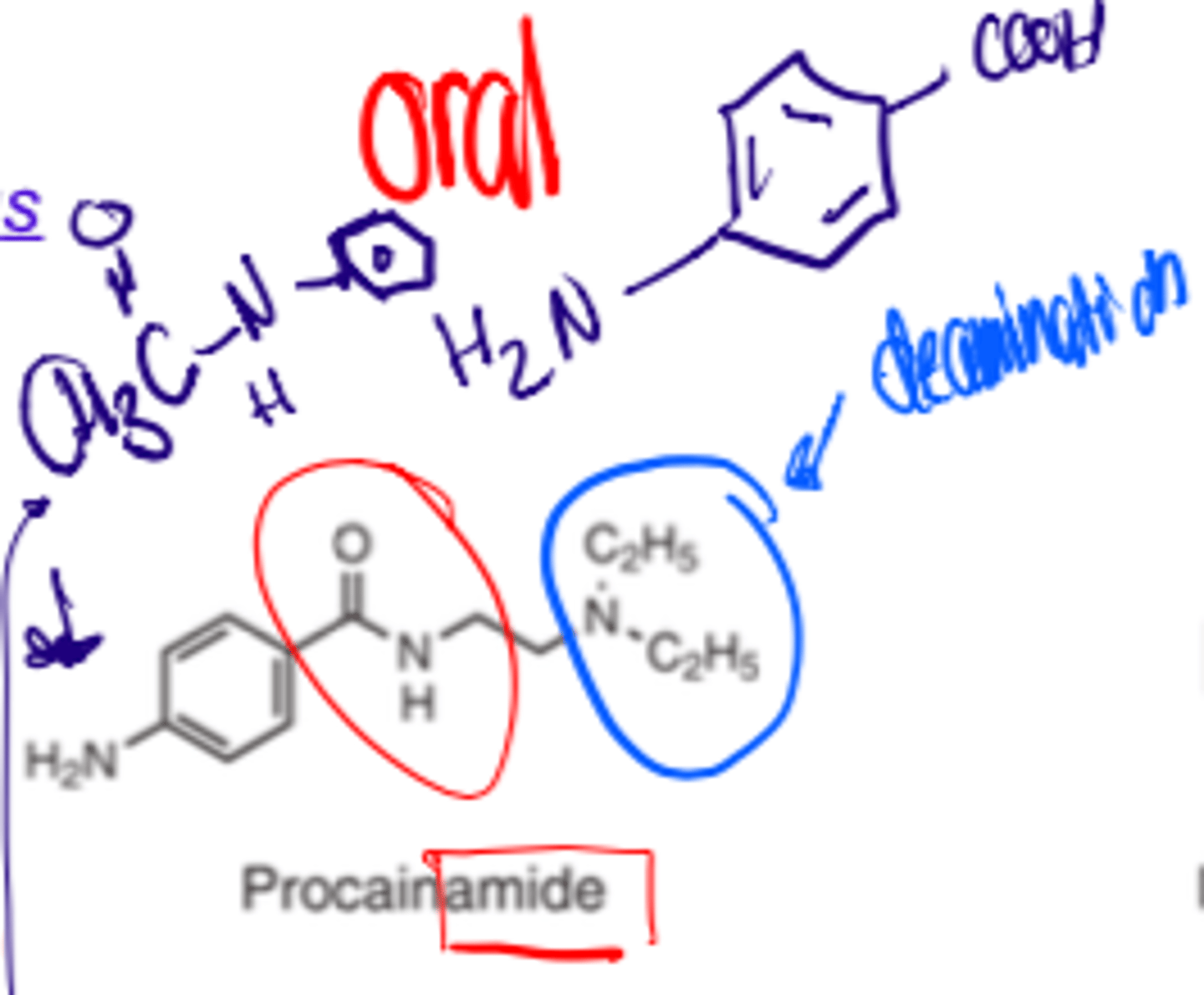 <p>p-aminobenzoic acid and N-acetylprocainamide</p>