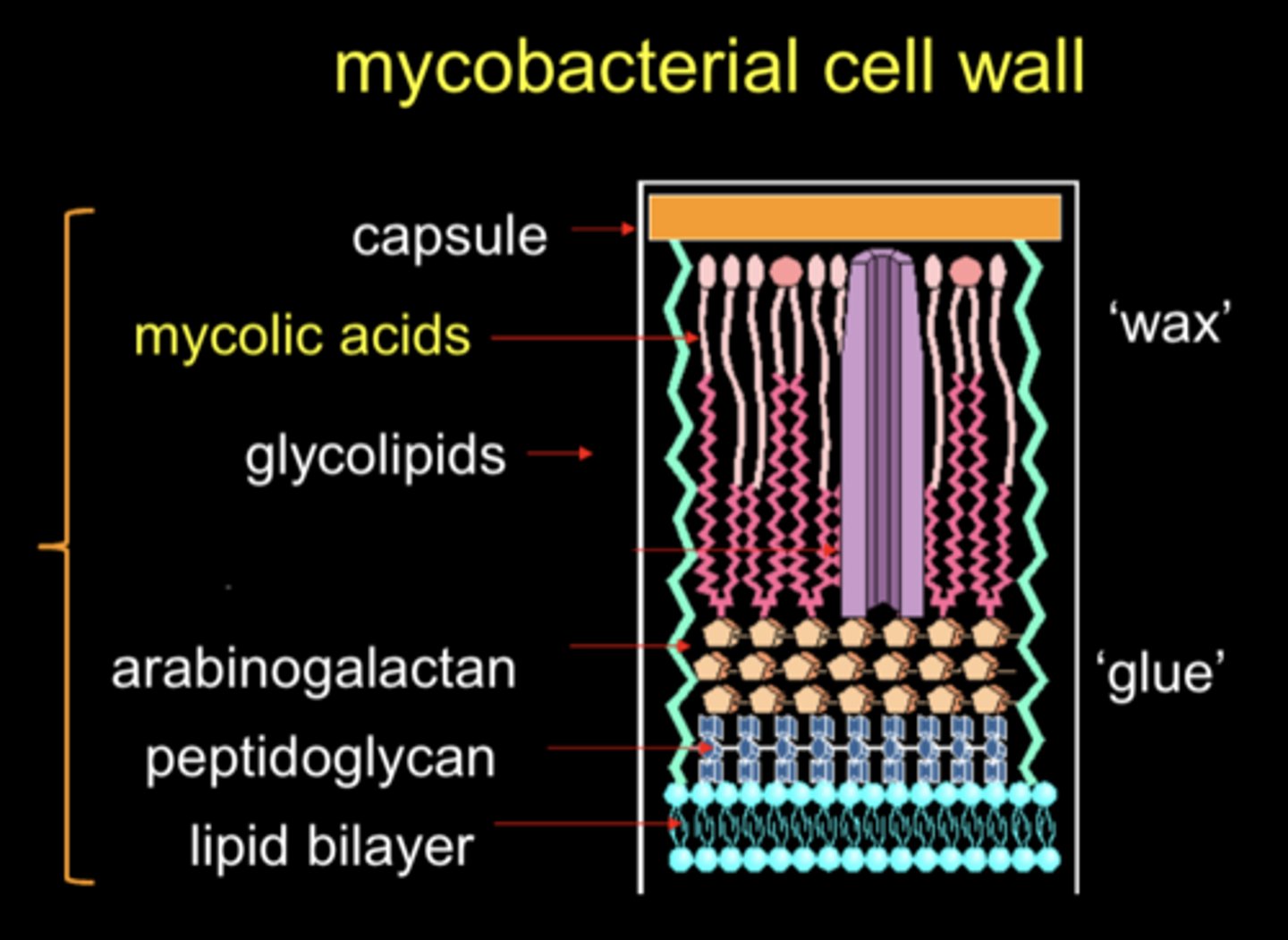 <p>they are surrounded by mycolic acid (lipids) that allow them to be acid fast</p>