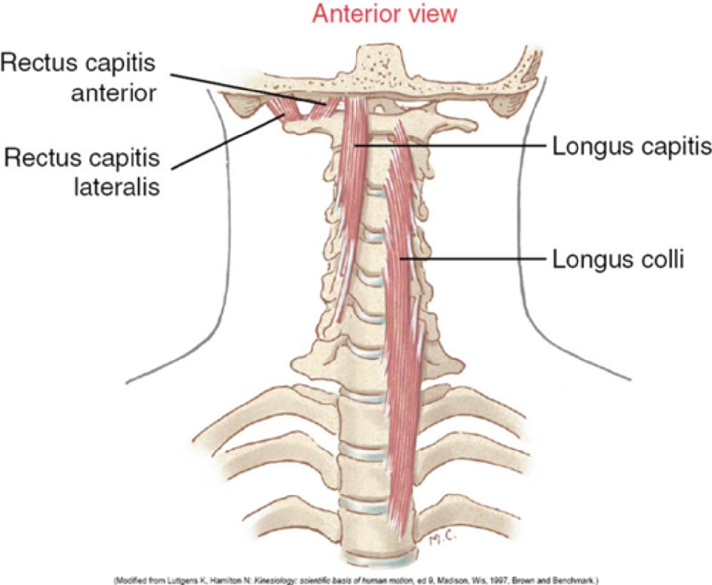 <p>O: C1 (atlas)</p><p>I: occipital bone</p><p>A: flex vertebral column laterally</p><p>N: C2-C3</p>