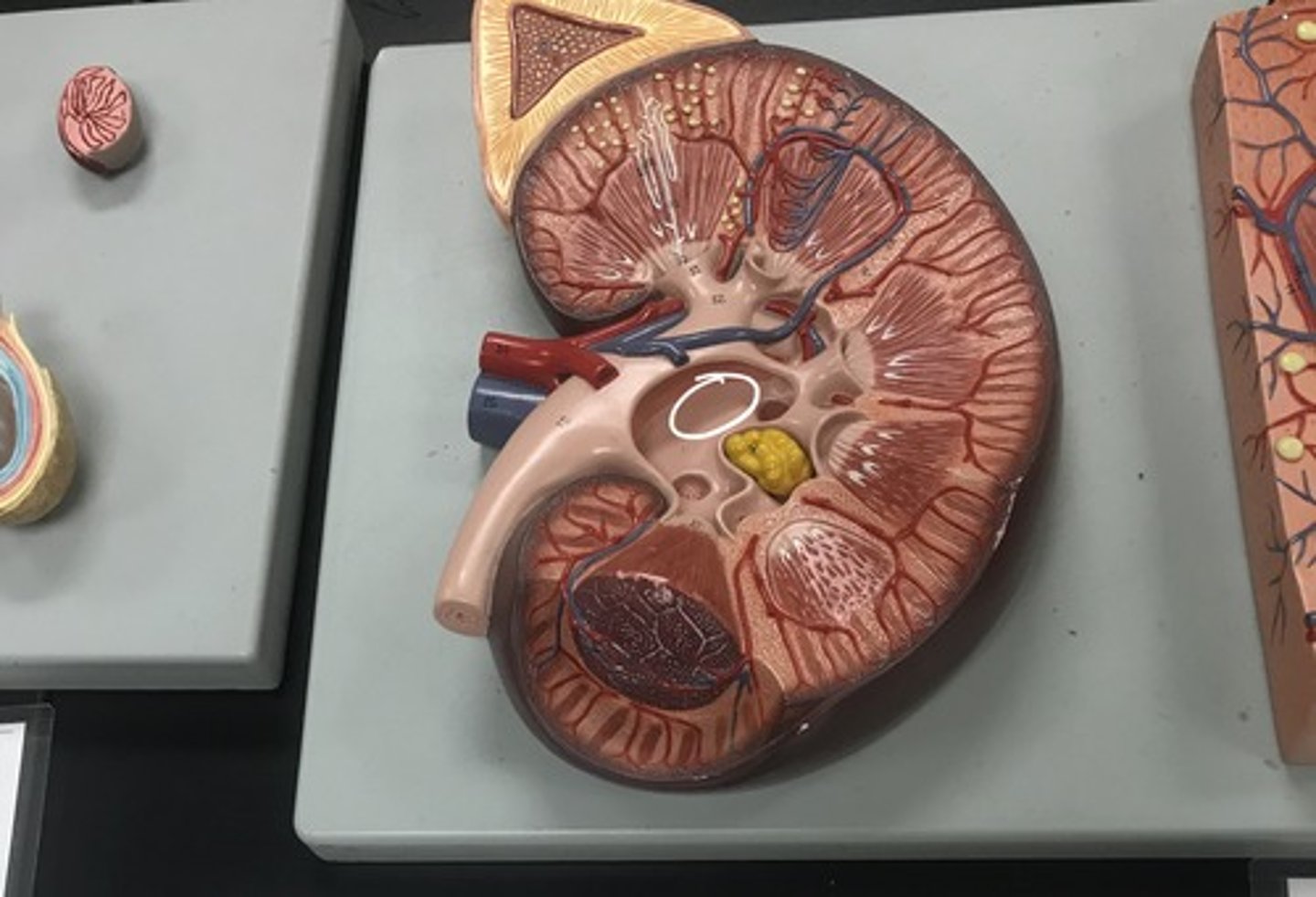 <p>Label the circled structure</p>