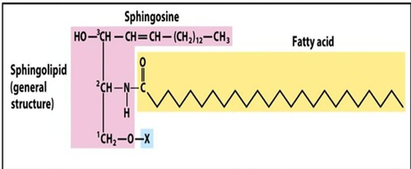 <p>Made of a high MW amino alcohol sphingosine, the X is where phosphate group would be</p>