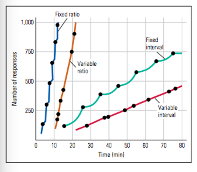 <p><span>Schedules of reinforcement refer to operant conditioning in which an organism learns that the consequence of a response influences the future production of that response. Reinforcement schedules refer to the different patterns of reinforcement given to an organism. Ratio schedules give reinforcement after a certain number of behaviors and interval schedules give reinforcement after a certain amount of time has passed. Unlike continuous reinforcement, if an o<strong>rganism has been trained on variable-ratio or variable-interval reinforcement, the behavior is difficult to extinguish due to being reinforced to wait for long periods of time with no response, making them persistent.</strong> </span>For example, a rat is trained on continuous reinforcement schedule, then moved to extinction condition, the rat will make a few presses of lever then quit. But if rat has been shifted gradually from continuous reinforcement to a variable schedule then finally to extinction, the rat will make hundreds of unreinforced responses before quitting. Gambling relies on hooking people with variable ratio schedule of payoff.</p><ol><li><p><span><strong>Fixed-ratio</strong> -&gt; a reinforcer occurs after every nth response, where n is some whole number greater than 1. (E.g., in a fixed-ratio 5 schedule every fifth response is reinforced)</span></p></li><li><p><strong>Variable-ratio</strong> -&gt; A reinforcer occurs after an <u>unpredictable</u> number (nth) of responses, usually around some average. E.g., in a variable-ratio 5 schedule reinforcement might come after 7 responses on one trial, after 3 on another, and so on, in random manner, but the average number of responses required for reinforcement would be 5.</p></li><li><p><span><strong>Fixed-interval</strong> -&gt; Reinforcer occurs after a fixed period in time elapses between one reinforced response and the next. Any response occurring before that time elapses is not reinforced (E.g., in a fixed-interval 30-second schedule, only the first response that occurs after 30 seconds since the last reinforcement will be rewarded.)</span></p></li><li><p><span><strong>Variable-interval</strong> -&gt; Reinforcer occurs after an interval time between reinforced responses, but that time period varies predictably around an average. E.g., in a variable-interval 30-second schedule the average period required before the next response will be reinforced is 30 seconds, but the exact time varies each trial.</span></p></li></ol><p></p>