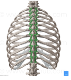 <p>Extends and rotates vertebral column.</p>
