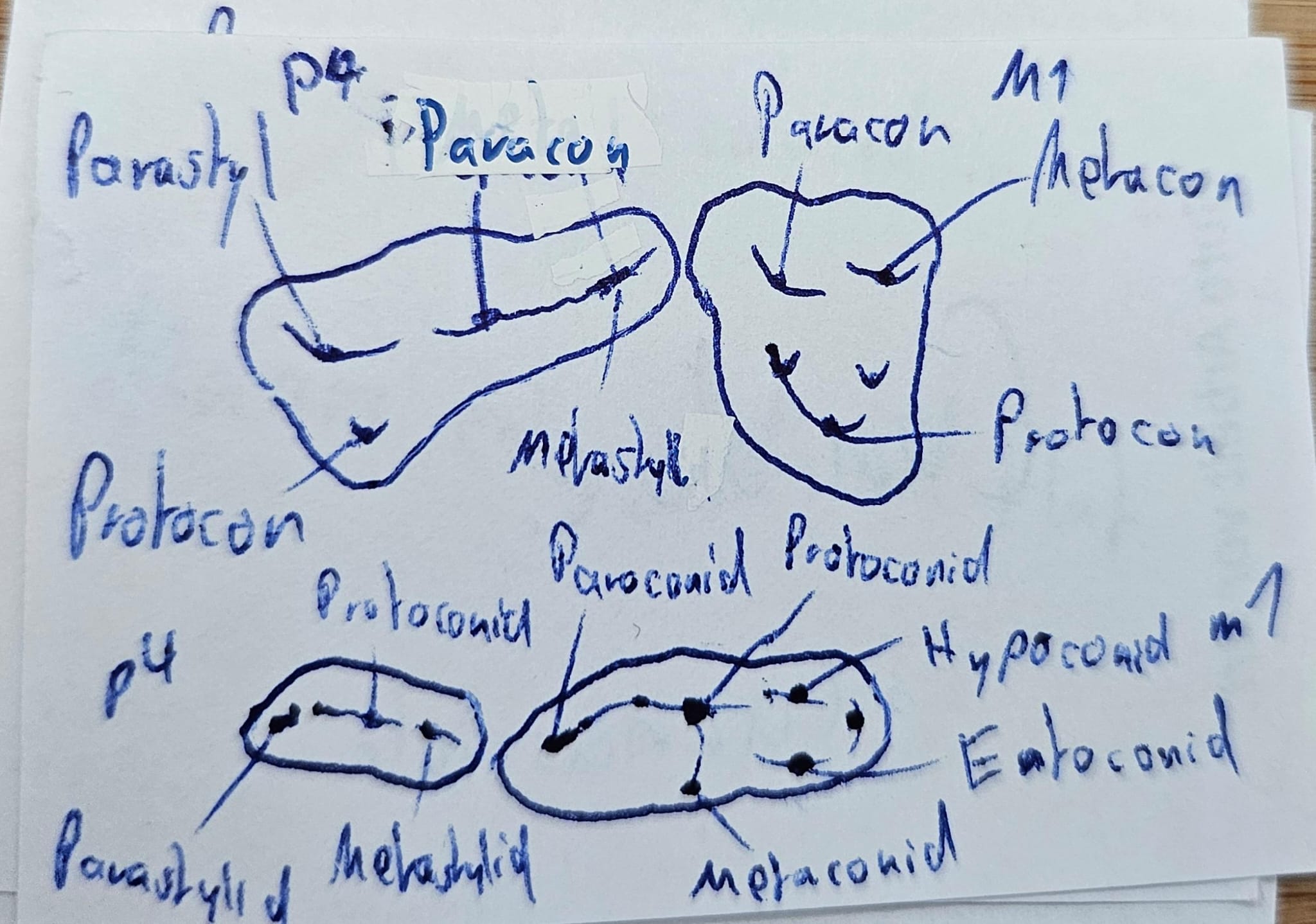 knowt flashcard image