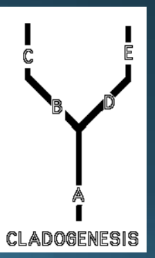 <p>Cladogenesis</p>
