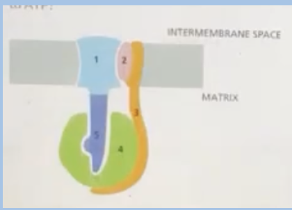 <p><span style="background-color: transparent;"><span>In this illustration of the structure of ATP synthase, which of the components is responsible for phosphorylating ADP to ATP?</span></span></p><p><span style="background-color: transparent;"><span>A. 2</span></span></p><p><span style="background-color: transparent;"><span>B. 1</span></span></p><p><span><span>C. 4</span></span></p><p><span style="background-color: transparent;"><span>D. 3</span></span></p>