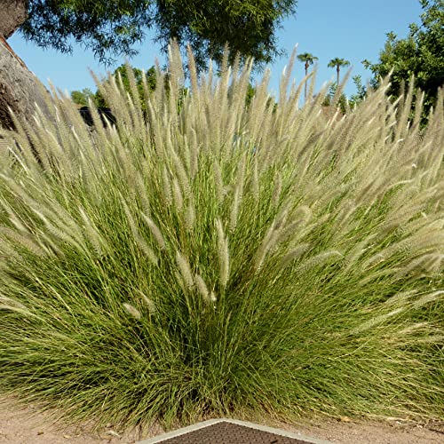 <p>Fountain Grass</p>