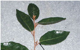 <p>Leaf arrangement?</p>