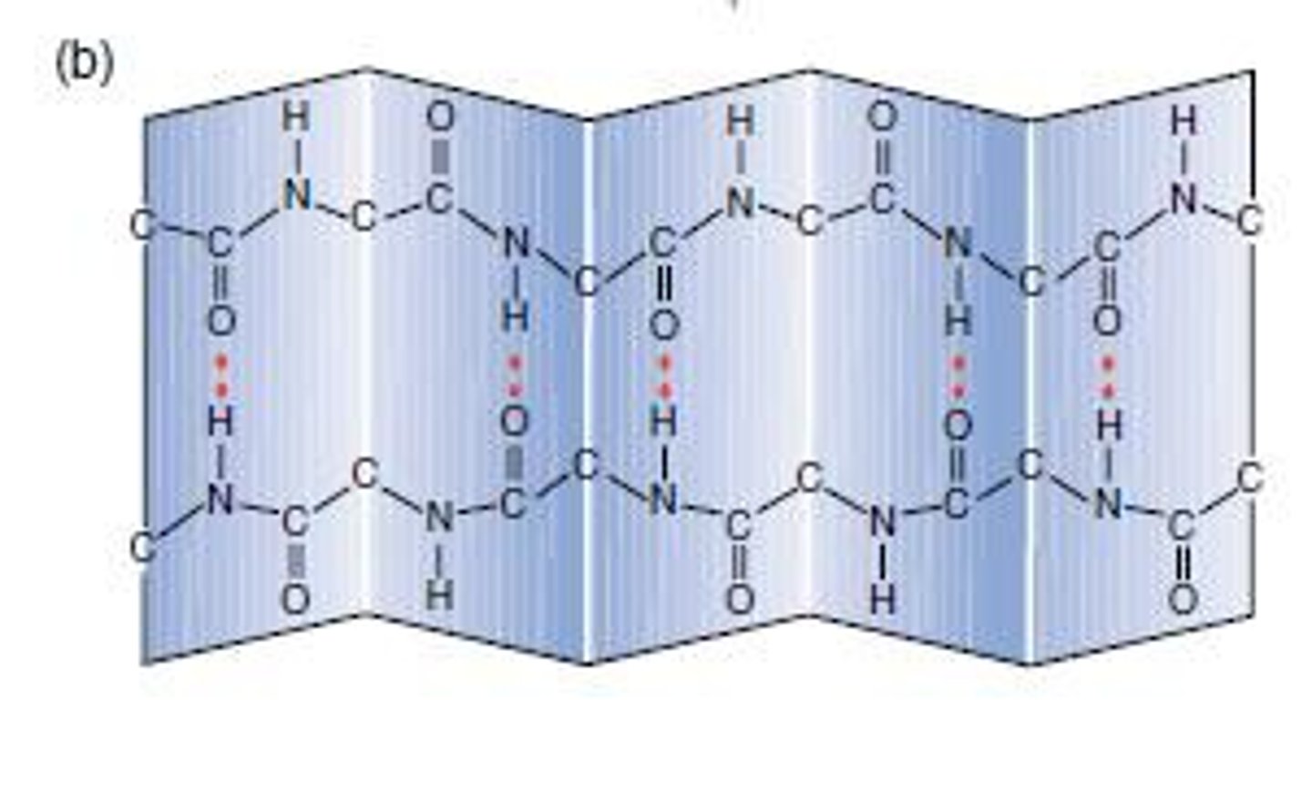 <p>Chain zig-zags back and forward forming a sheet of antiparallel strands</p><p>Strands held together by hydrogen bonds between peptide bonds</p>