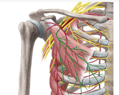 <p><strong>Origin</strong>: ribs 3-5</p><p><strong>Insertion</strong>: coracoid process of scapula</p><p><strong>Action</strong>: depresses scapula abducts scapula, tilts scapula anteriorly, assists in forced inhalation</p>