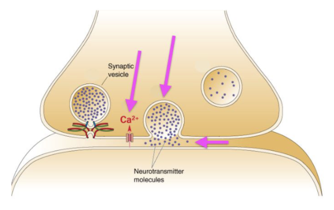 <ol><li><p>Action potential reaches presynaptic terminal</p></li><li><p>Depolarization causes voltage-gated Ca++ channels to open → influx of Ca++</p></li><li><p>Ca++ binds to synaptotagmin → SNARE complex fuses docked vesicles</p></li><li><p>Exocytosis: neurotransmitters released into synaptic cleft&nbsp;</p></li><li><p>Receptor binding → enzymatic breakdown (AChE) → vesicle recycling</p></li></ol><p></p>