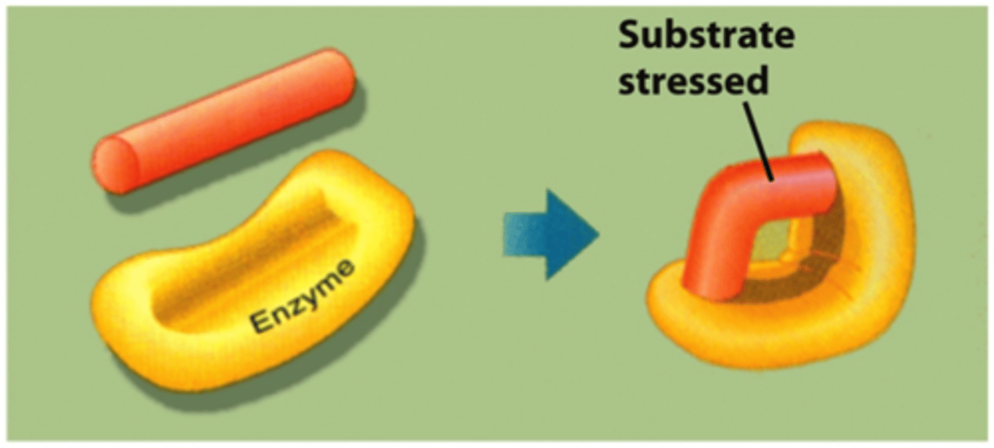 <p>The enzyme cause bonds in the substrate to stretch</p>
