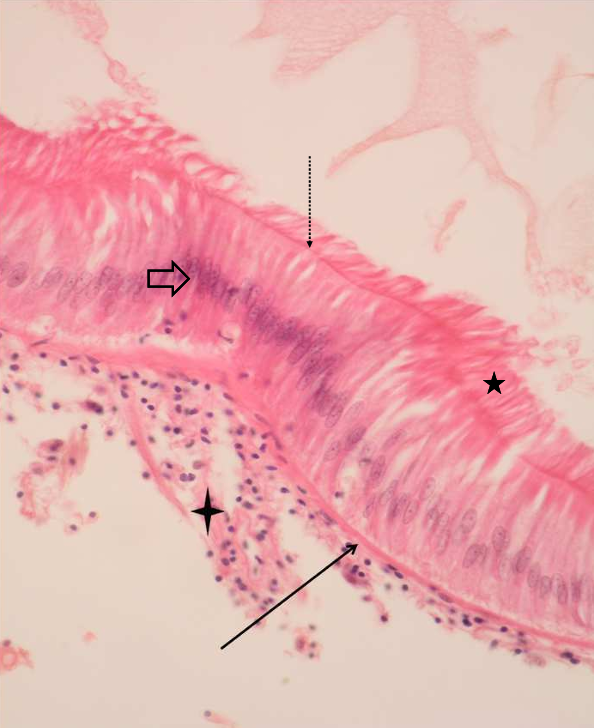 <p>amêijoa-boa - h&amp;e </p>
