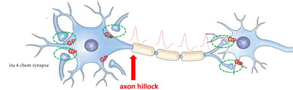 <p>How  GPs  be converted to an AP that is triggered only at the axon hillock?</p>