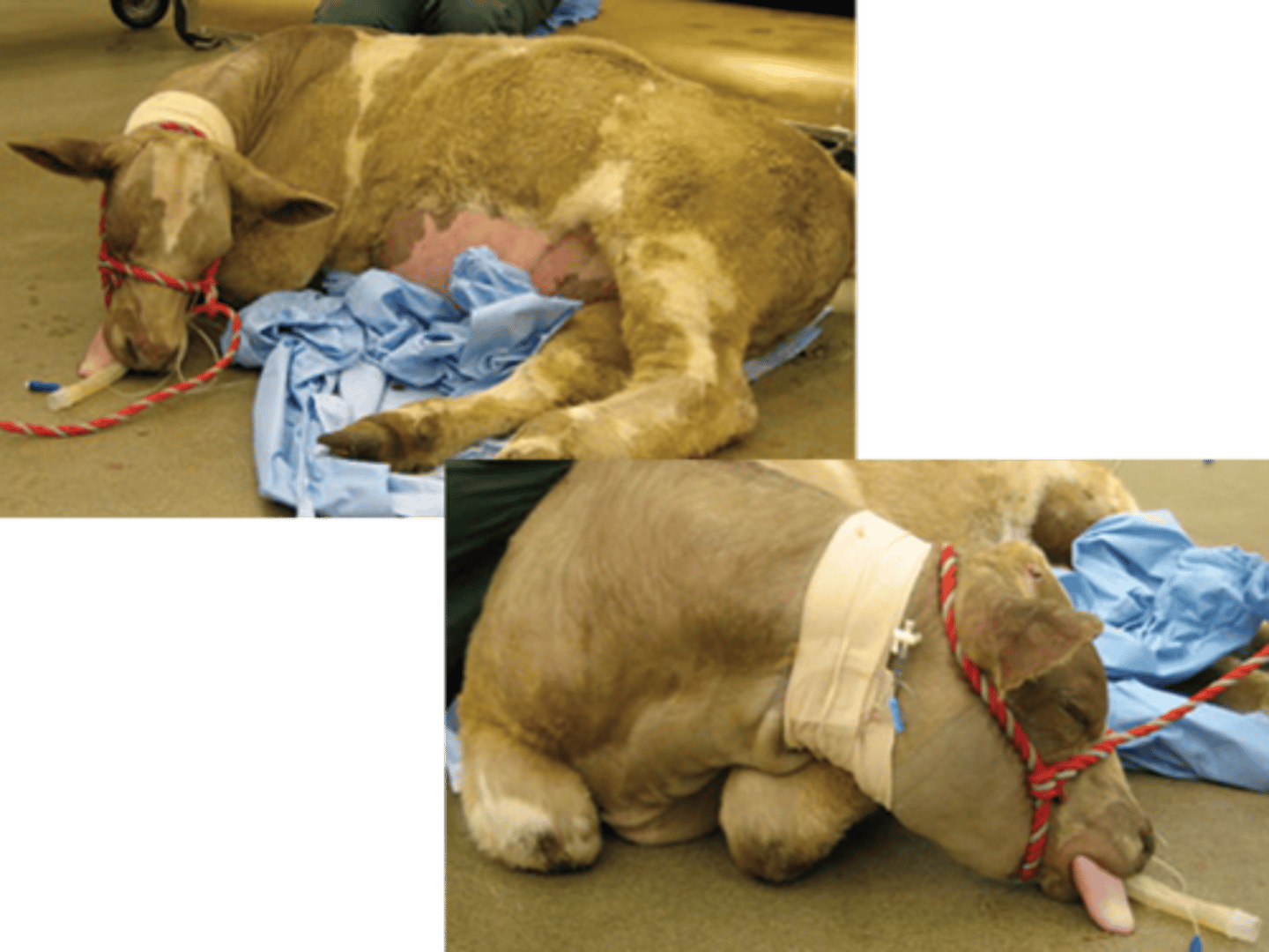 <p>underneath the patient makes it easier to keep them in sternal recumbency</p>