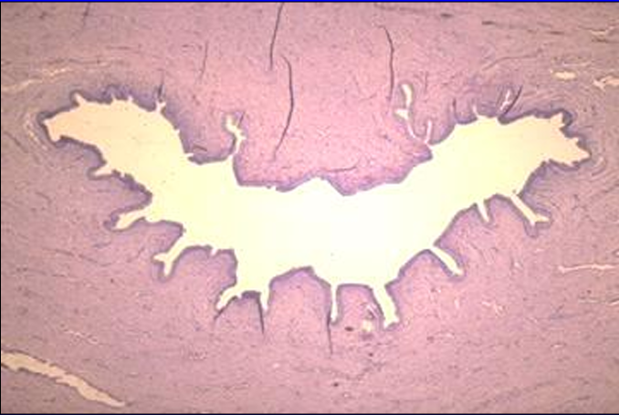 <p>Identify the structure:</p><p>Specie:</p>
