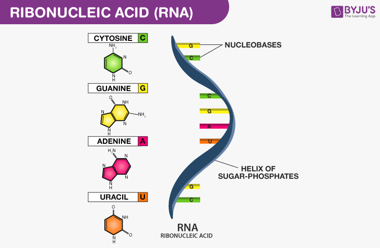 <p>describe the structure of RNA</p>