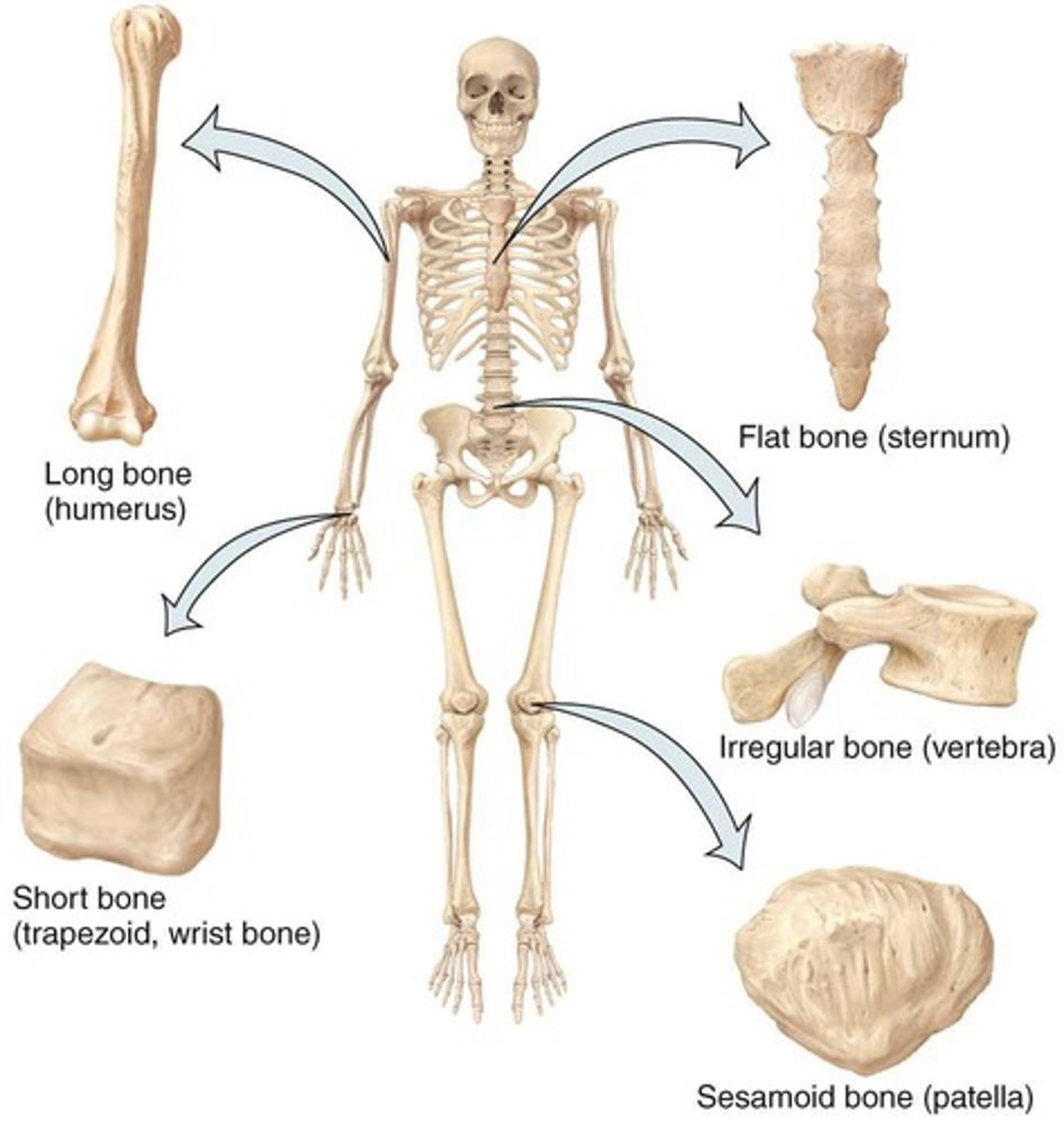 <p>Compact bone in diaphysis and spongy in epiphysis</p>