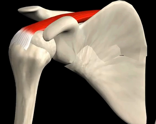 <p>Function: abducts humerus</p><p>Origin: supraspinous fossa of scapula</p><p>Insertion: greater tubercle of humerus</p>