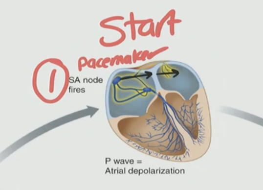 <p>D. SA node/pacemaker</p>