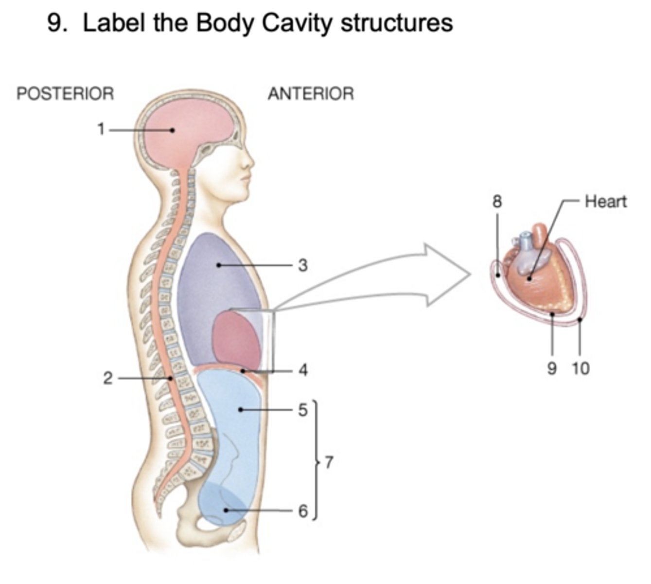 <p>Pleural Cavity</p>
