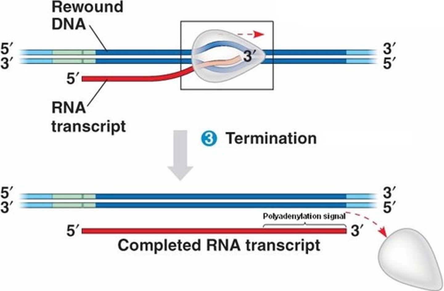 <p>-Rho-dependent: Rho protein helps dissociate RNA polymerase from the DNA.<br>-Rho-independent: A hairpin loop forms in the RNA, causing RNA polymerase to release the transcript.</p>