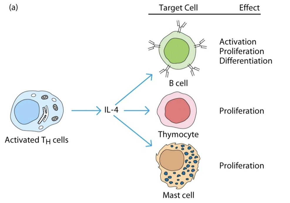 <p>a given cytokine has different biological activities on different target cells</p>