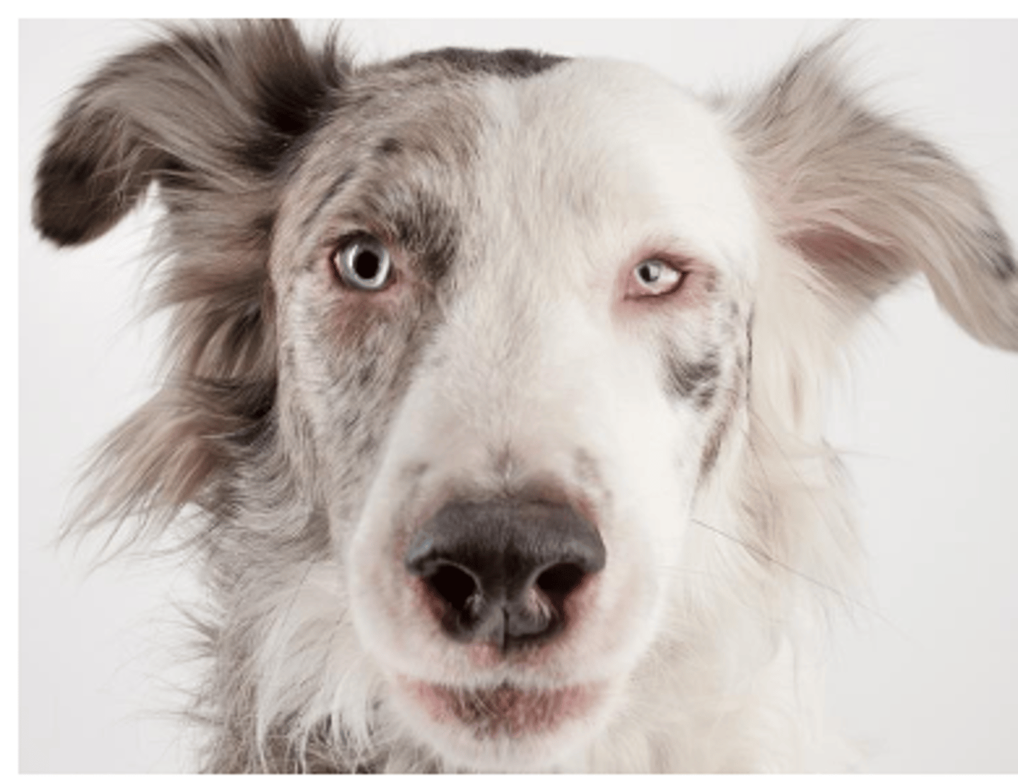 <p>when the eyeball is smaller than normal, this is called....</p>