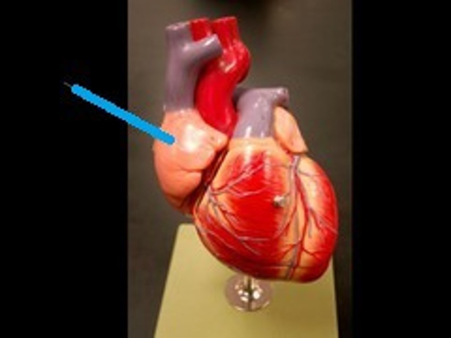 <p>conical muscular pouch projecting from the R. atrium, and increasing its capacity</p>