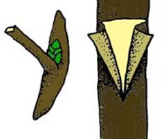 Make a T shaped cut in the middle of the new stock and insert the bud 