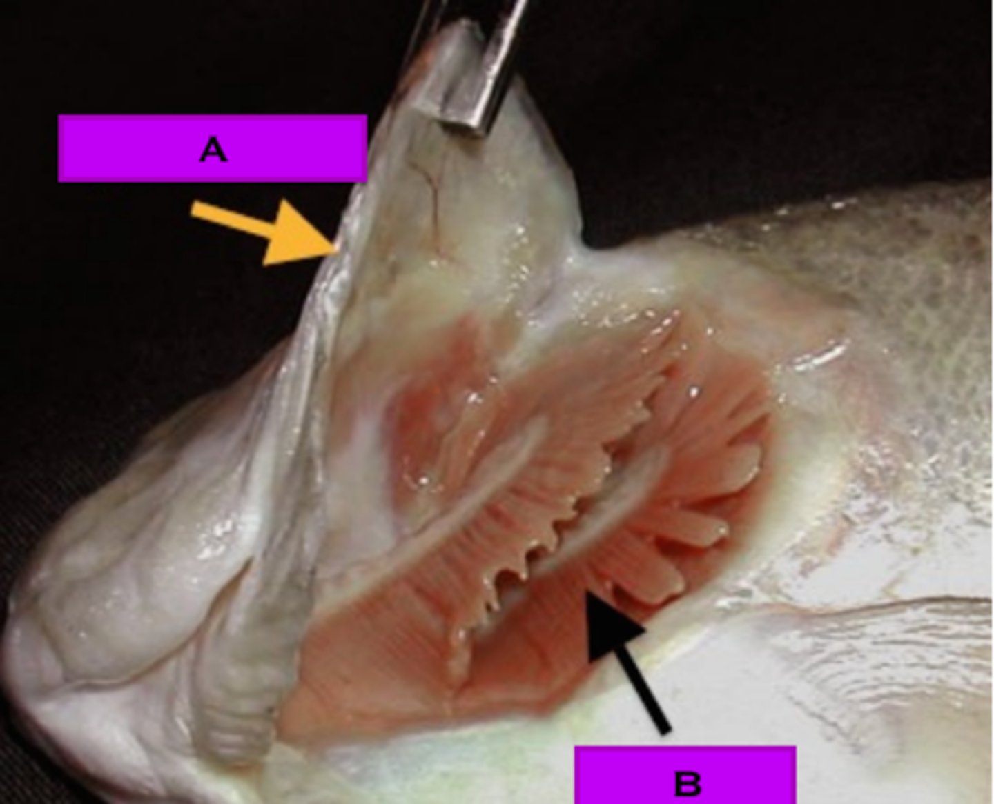 <p>strengthened flaps that cover and protect gills while allowing water to flow across them</p>