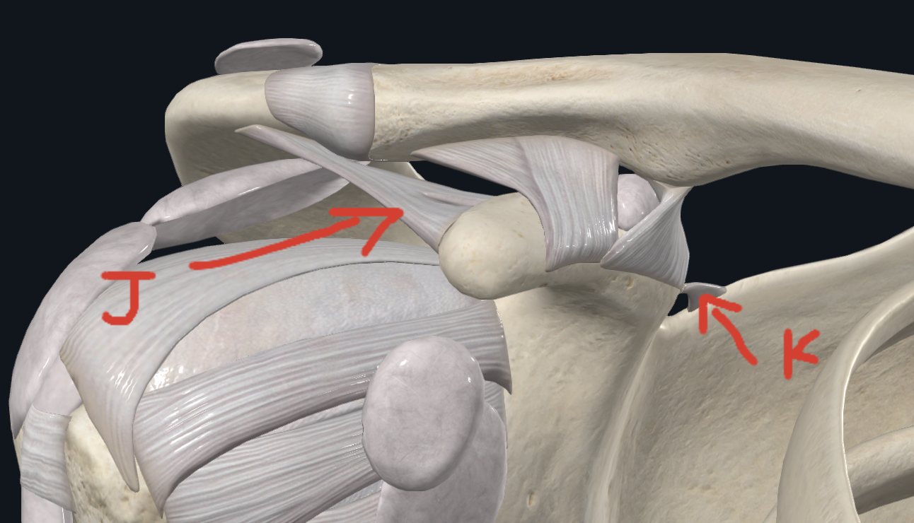<p>J(Shoulder Ligament)</p>