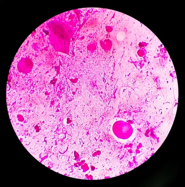 <p>(3) What shape is this bacteria?</p>