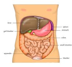 <ul><li><p>secretes bile and assists in digestion of fats</p></li><li><p>filters toxic substances</p></li><li><p>creates glucose store</p></li></ul><p></p>