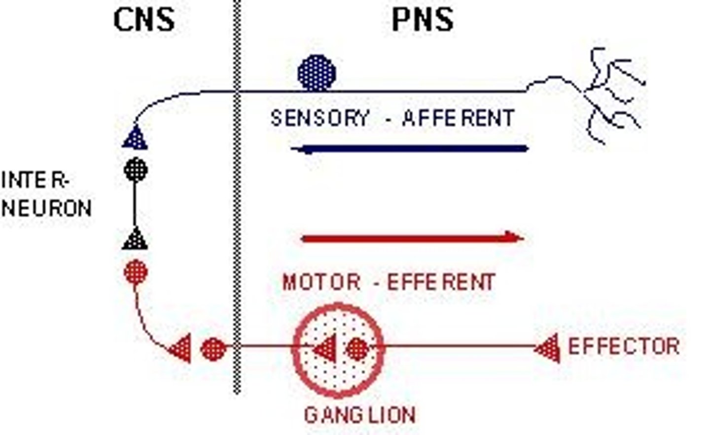 <p>All aspects of the nervous system other than the CNS, divided into sensory and motor divisions.</p>