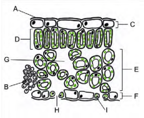 <p>Identify the structures of the leaf labelled in the diagram</p>