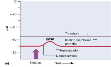 <p>Depolarization of postsynaptic membrane occurs (due to increased permeability to Na+) and depolarization might reach threshold producing an AP and cell response<br>Neurons releasing neurotransmitter substances that cause EPSPs are excitatory neurons</p>