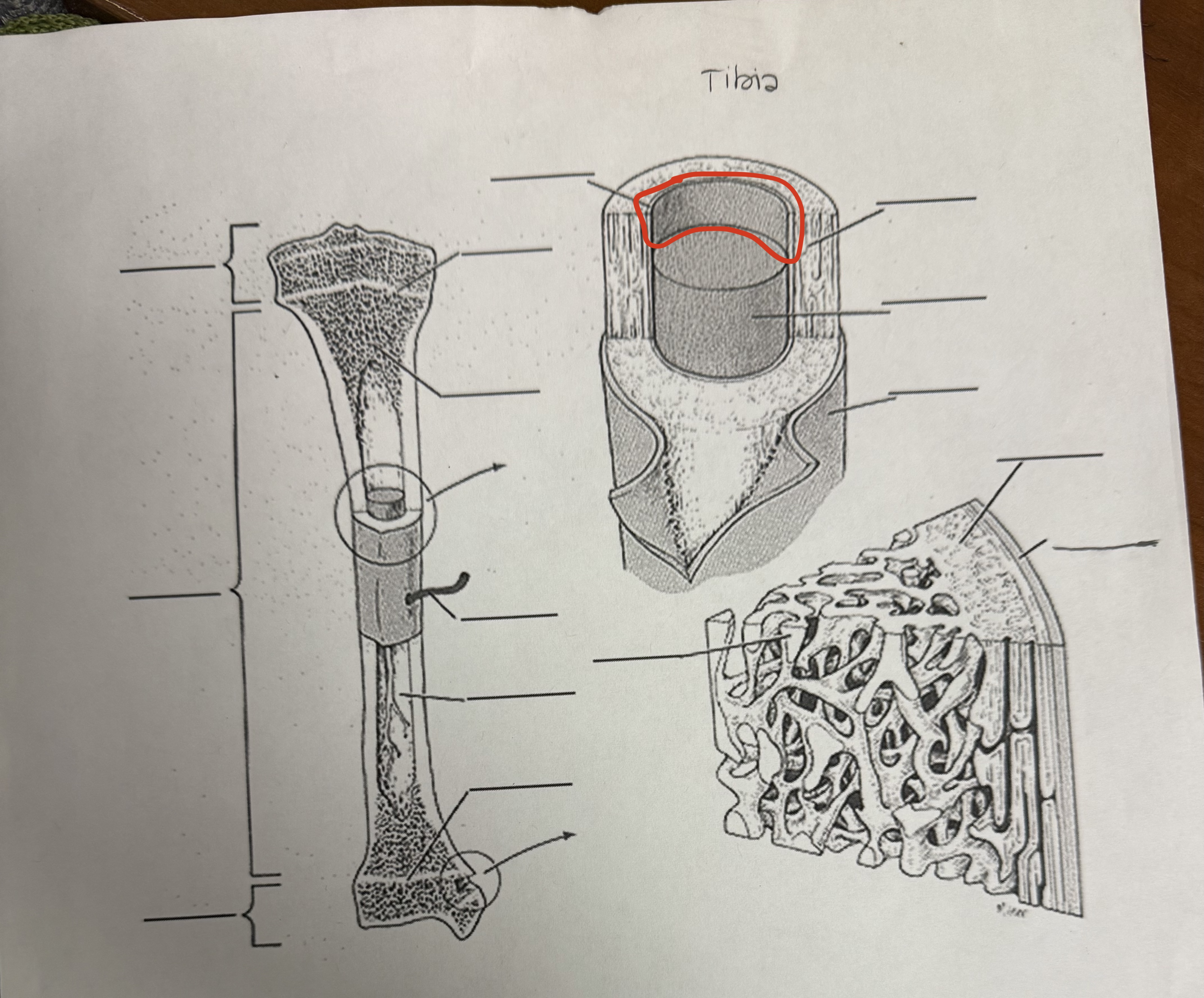 <p>Endosteum</p>
