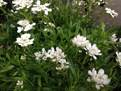 <p>A low, spreading evergreen perennial with small white flower clusters that blanket the plant in spring.</p><p>-dark green fine texture</p><p>-creeping phlox is more fine texture than candy tuft</p><p>-slightly more height </p><p>-look w color is basically difference </p>