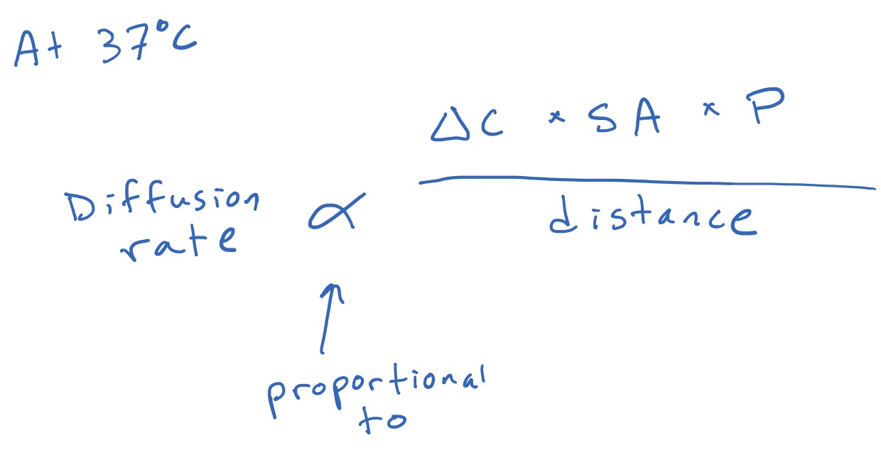 <p>At 37 C, the rate is proportional to the concentration gradient(surface area)(permeability) / distance</p>