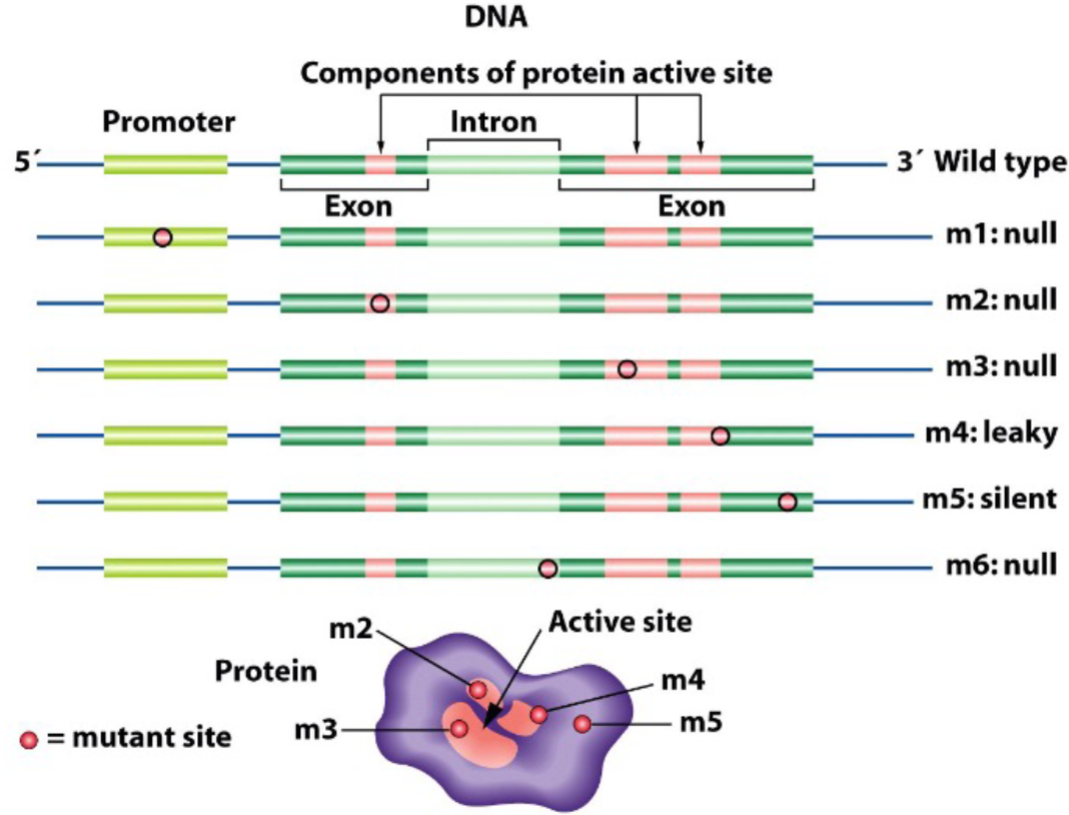 <ul><li><p><strong><u>Splice donor/acceptor site mutations:</u></strong></p><ul><li><p>disrupts splice donor/acceptor site, resulting in incorrect retention/excision</p></li><li><p>often leads to large additions/deletions that may cause frameshifts</p></li></ul></li><li><p>Leaky mutation: protein still functions but at worse level</p></li></ul>