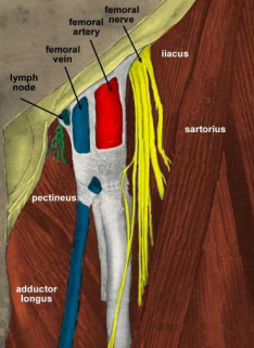 <p>What is included in the <strong>femoral sheath</strong>?… </p>