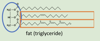 <p>Lipid</p>