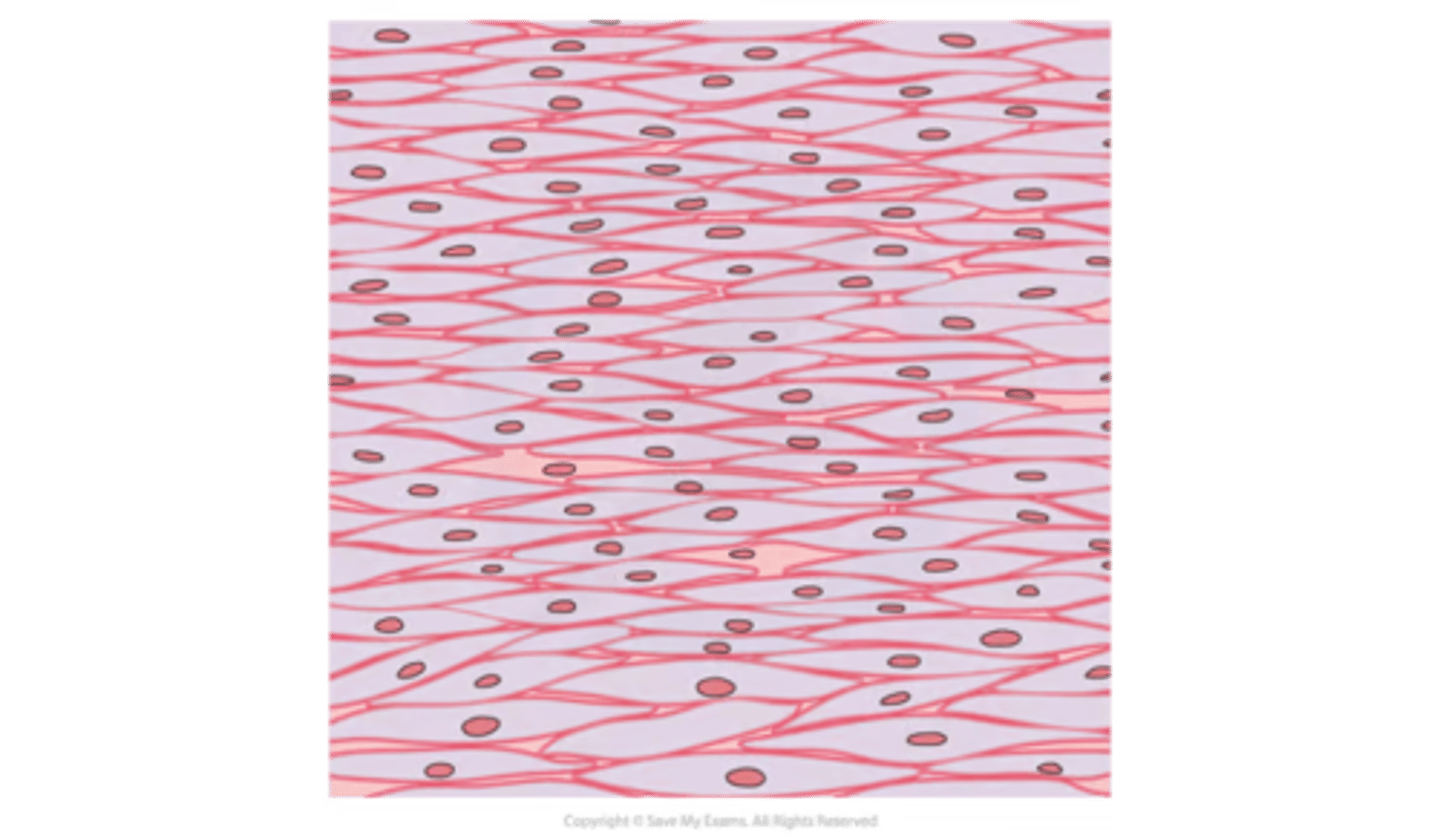 <p>-throughout the <strong>walls</strong> of the <strong>bronchi</strong> and <strong>bronchioles</strong></p><p>-<strong>regulate flow of air</strong> into the lungs by <strong>dilating</strong> when more air is needed and <strong>constricting</strong> when less is needed</p>