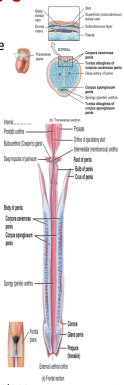 <ul><li><p>formed from the union of the vas deferens and the duct from the seminal vesicle (produces a component of semen)</p><p></p></li></ul><p></p>