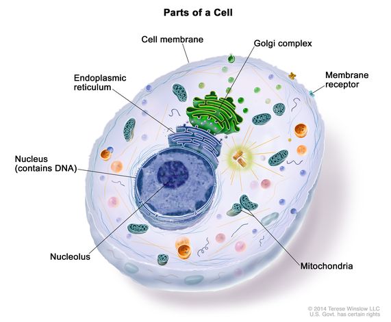 <p>Smallest unit of life; everything that is living is made out of cells.</p>