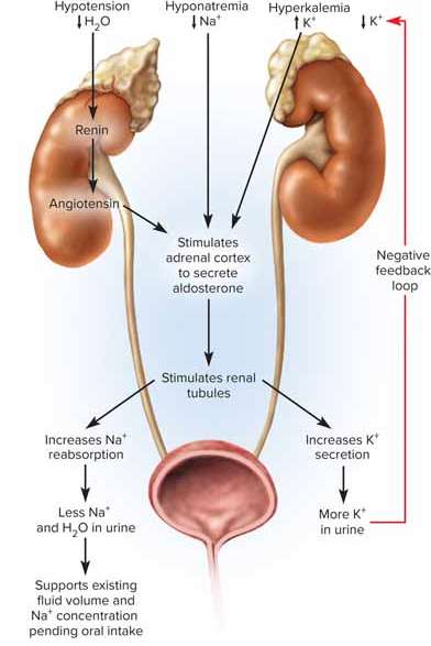 <p>Aldosterone</p>