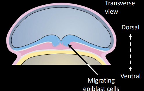 <p>process by which dorsal epiblast cells migrate into the primitive pit and groove to form the mesoderm</p>